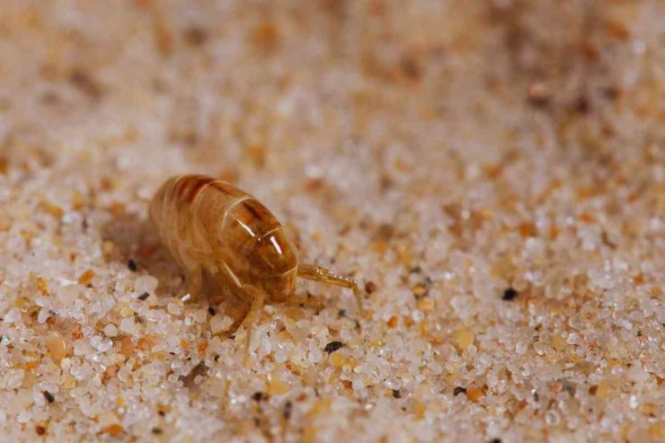 Quali insetti pungono in spiaggia